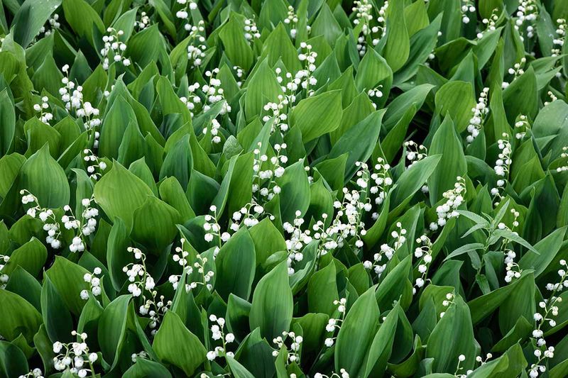 Lily of the Valley (Convallaria majalis)