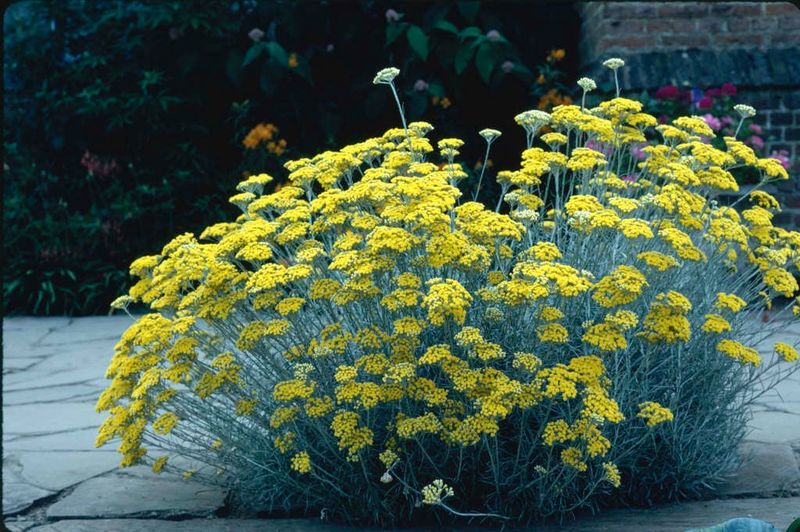 Helichrysum - The Curry Plant