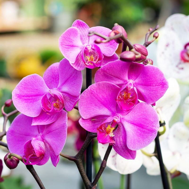 Orchids ❌ In Regular Potting Soil