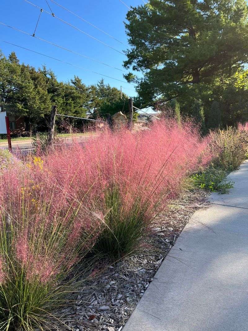 Pink Muhly Grass (Muhlenbergia capillaris)