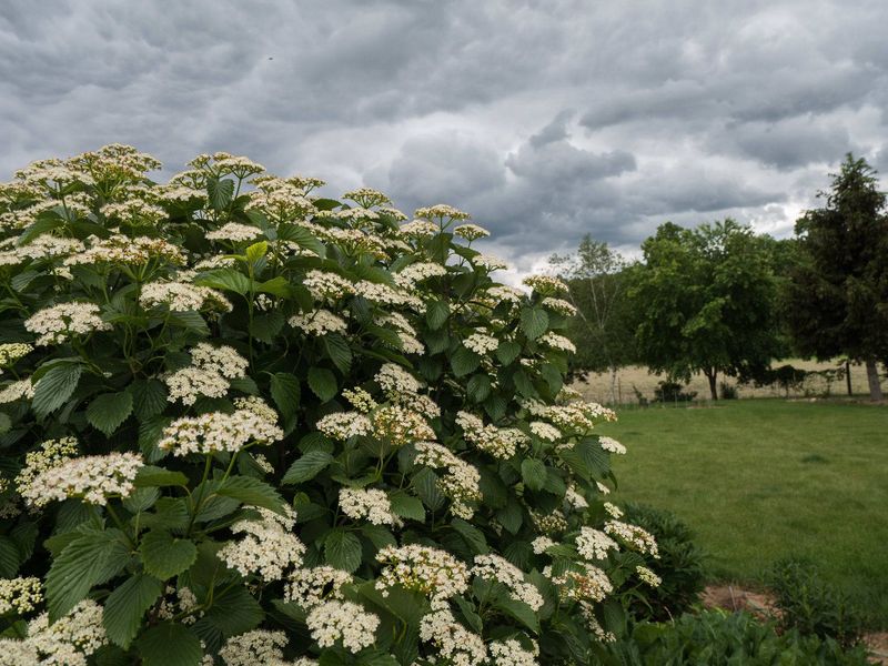 Arrowwood Viburnum