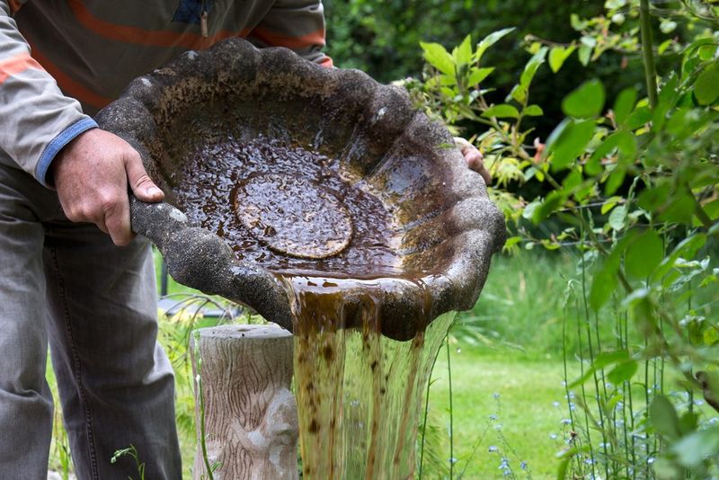 Mistake: Neglecting Water Quality