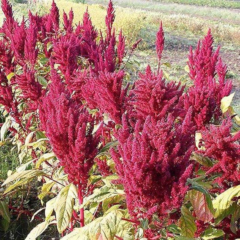 Amaranth