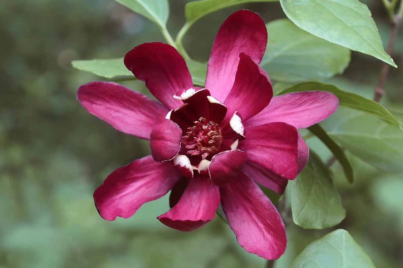 Carolina Allspice (Calycanthus occidentalis)