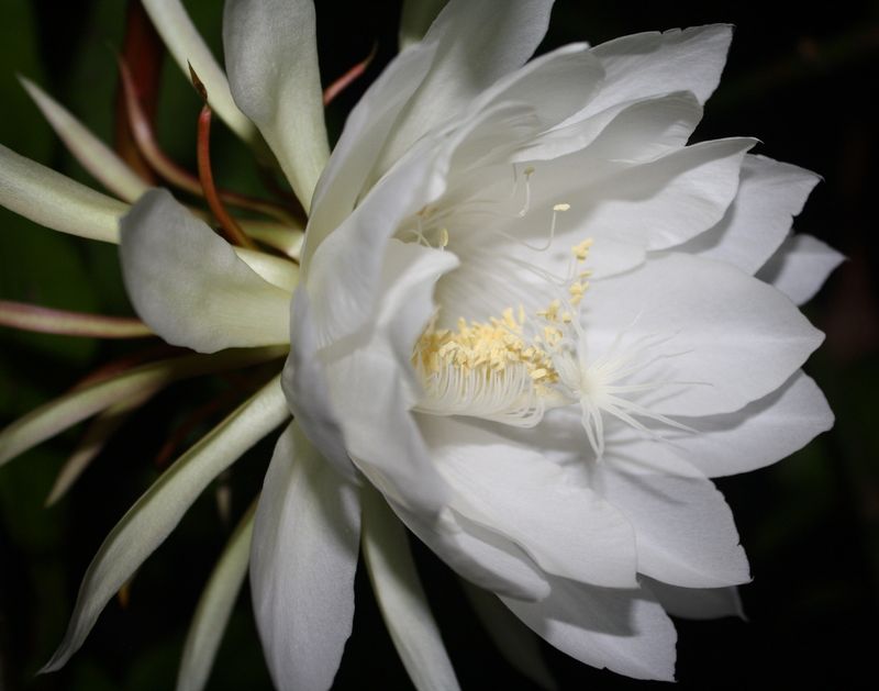 Night-Blooming Cereus