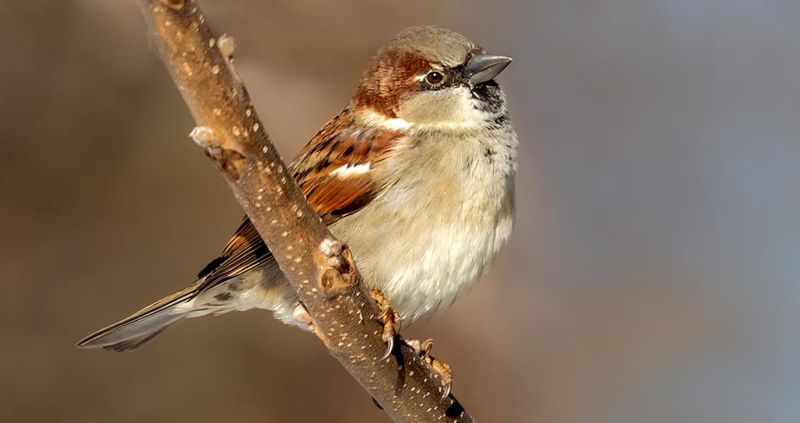 House Sparrow