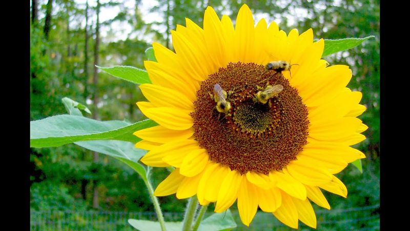 Encourage Pollination