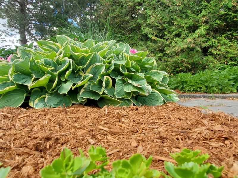 Apply Mulch for Moisture Retention