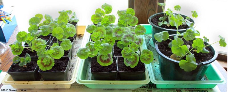 Use Quality Seeds or Cuttings