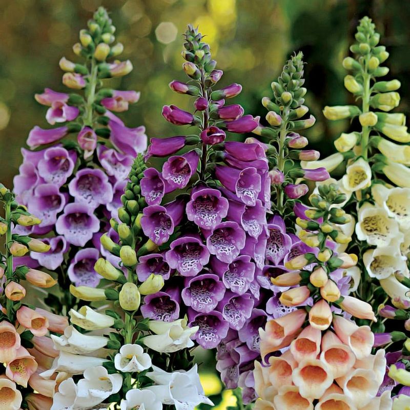 Foxglove (Digitalis purpurea)