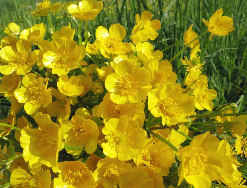 Buttercup