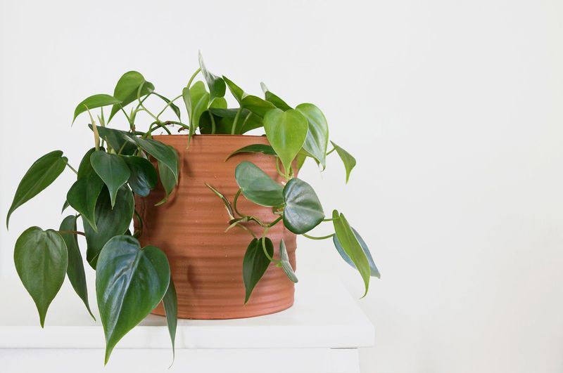 Philodendron