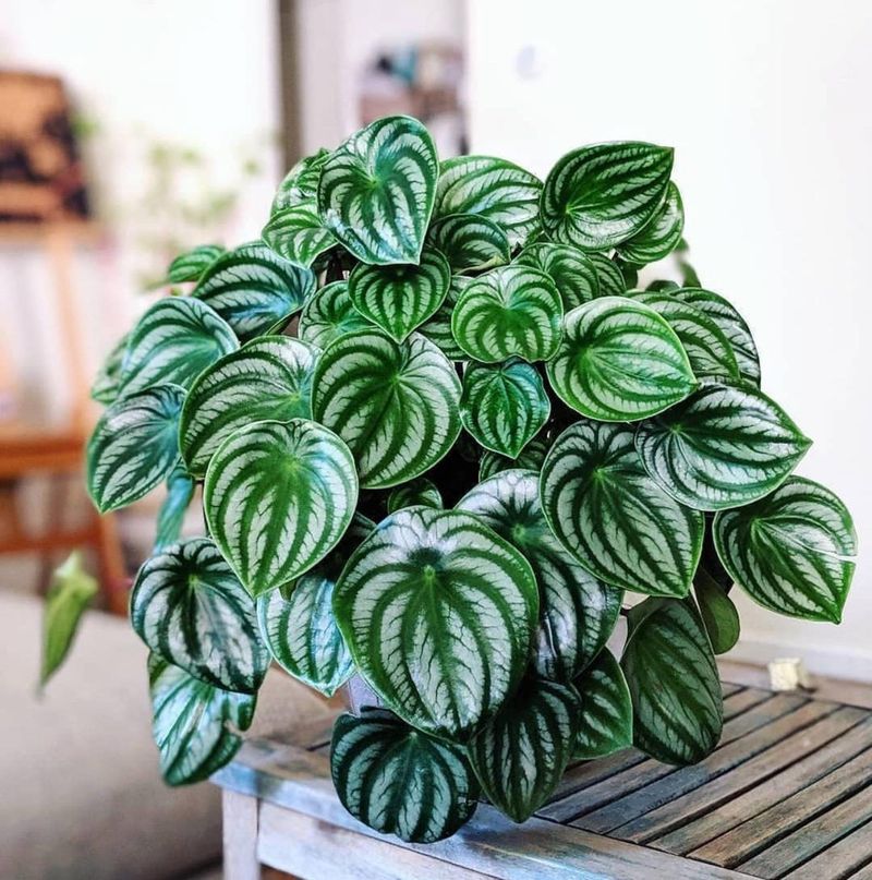 Peperomia