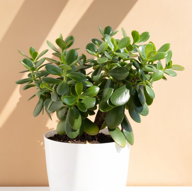 Jade Plant (Crassula ovata)