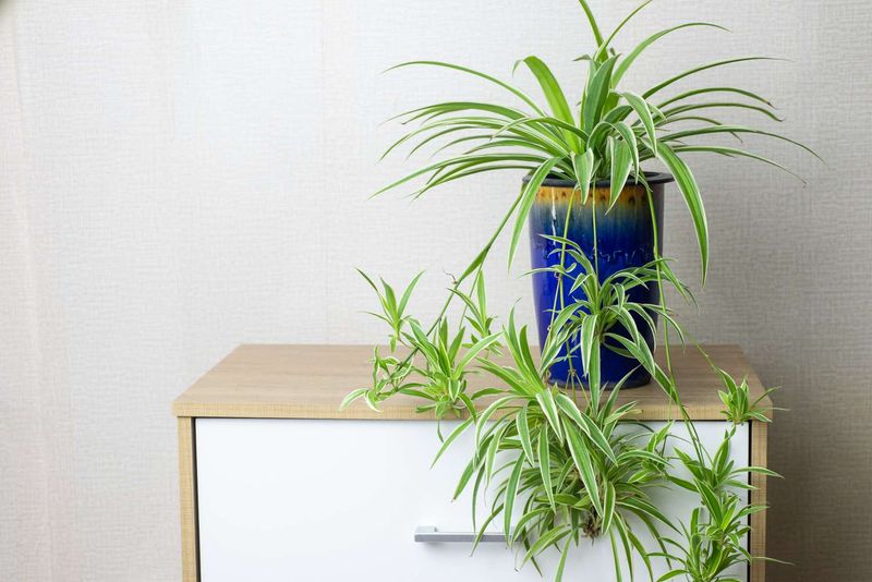 Spider Plant - The Baby Maker