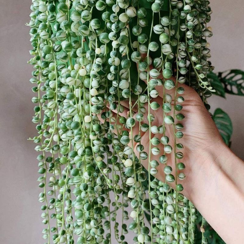 Variegated String of Pearls