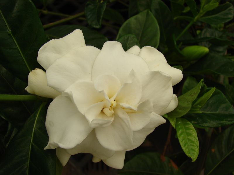 Gardenia