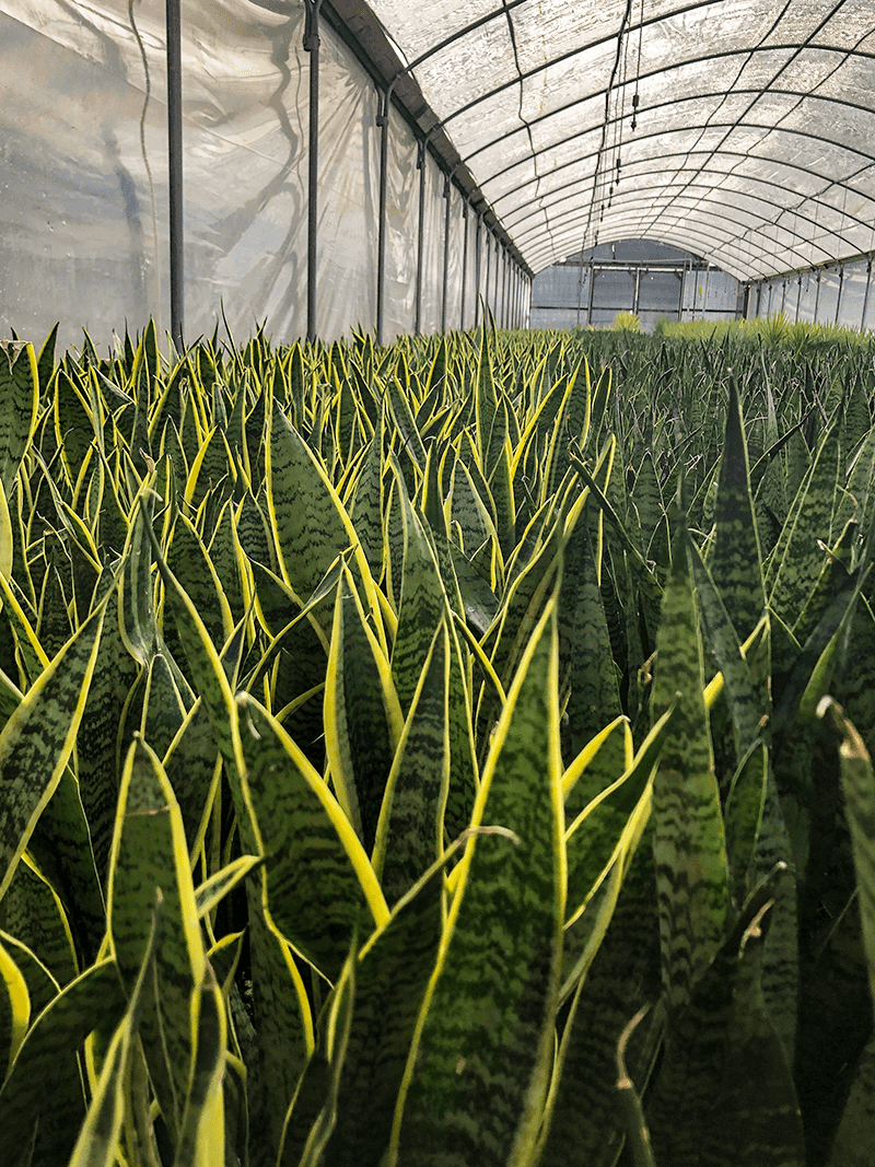 Snake Plant (Sansevieria)