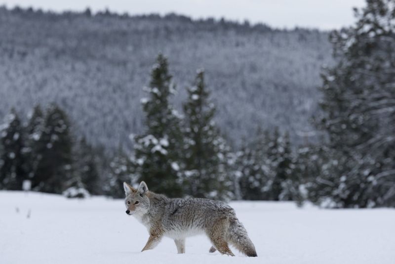 Wyoming Residents Encounter Bold Coyote Behavior