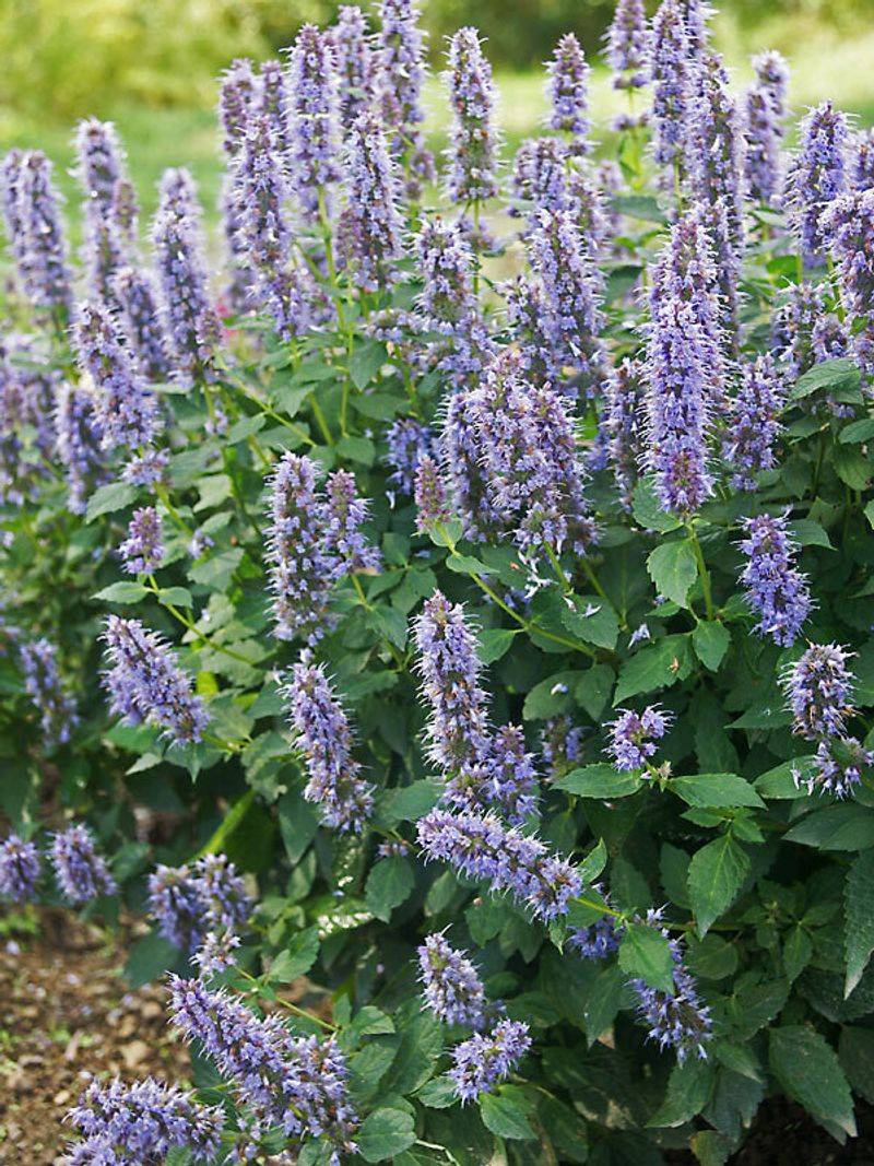 Agastache