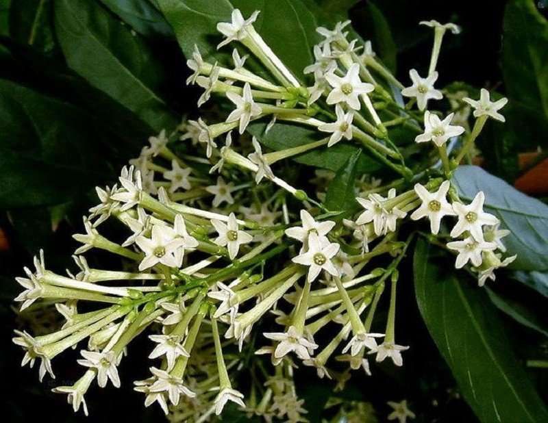 Night-Blooming Jasmine (Cestrum nocturnum)