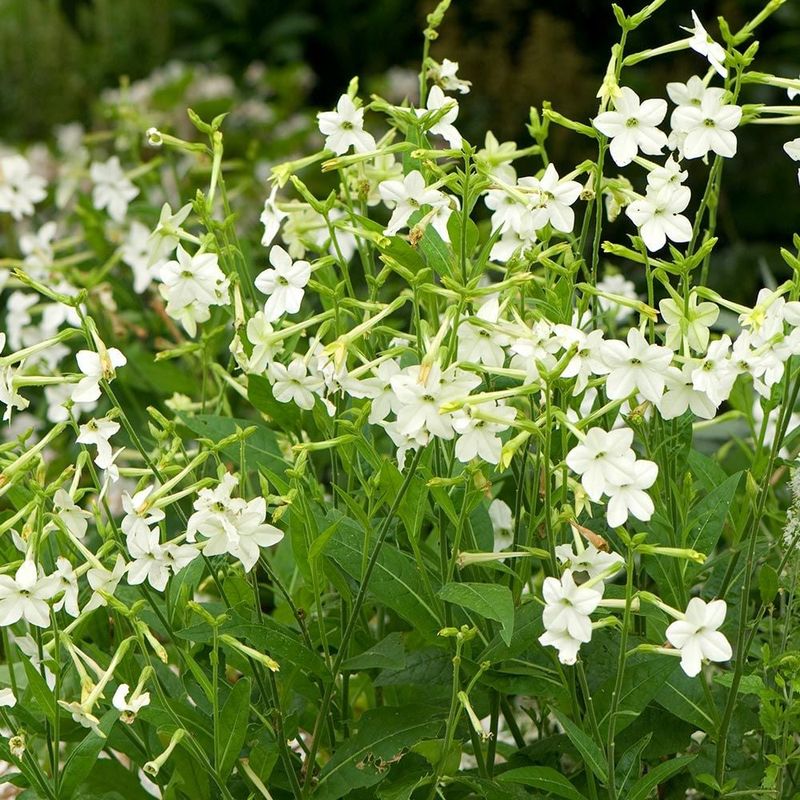 Nicotiana - Tobacco Flower Sophistication