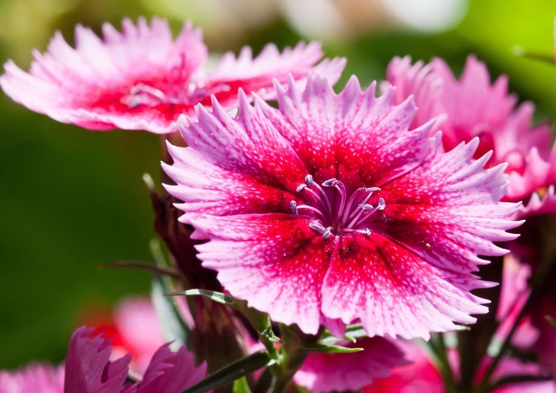 Dianthus