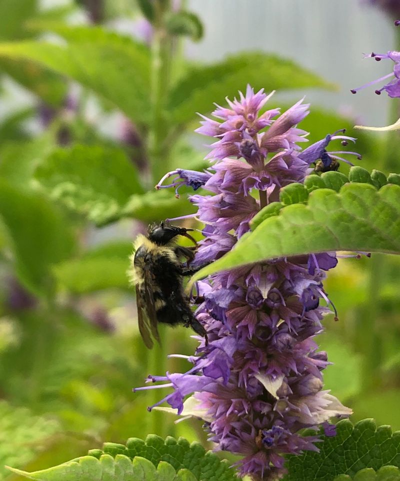 Pollinator's Paradise