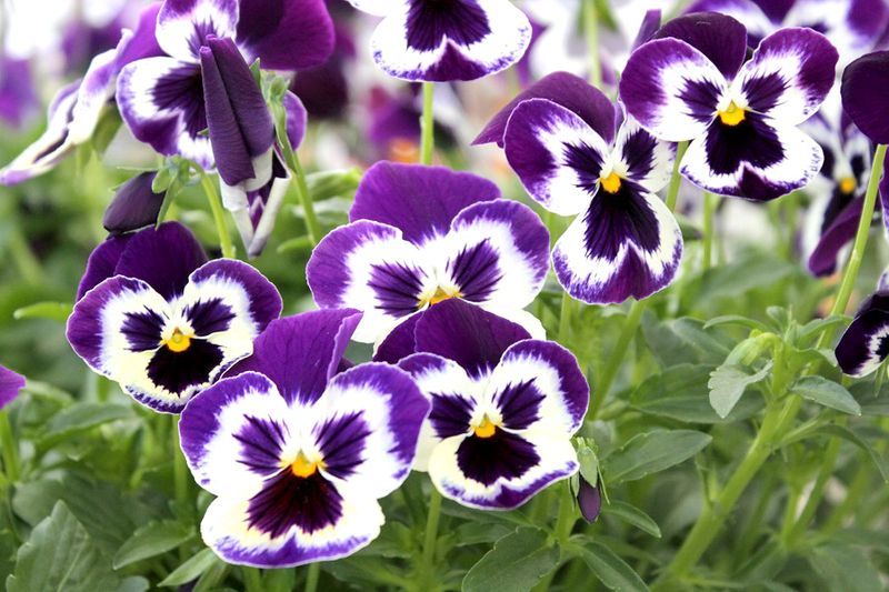 Pansy