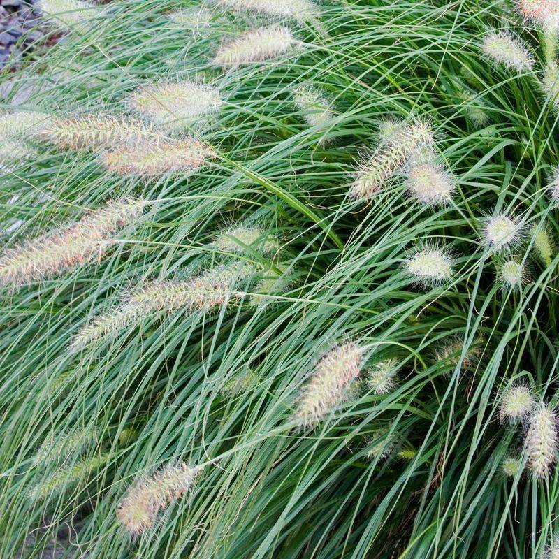 Fountain Grass (Pennisetum alopecuroides) - Soft Textural Wonder