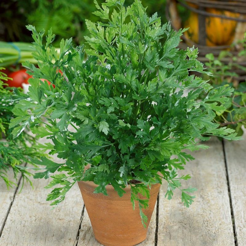 Plain Leaf Parsley