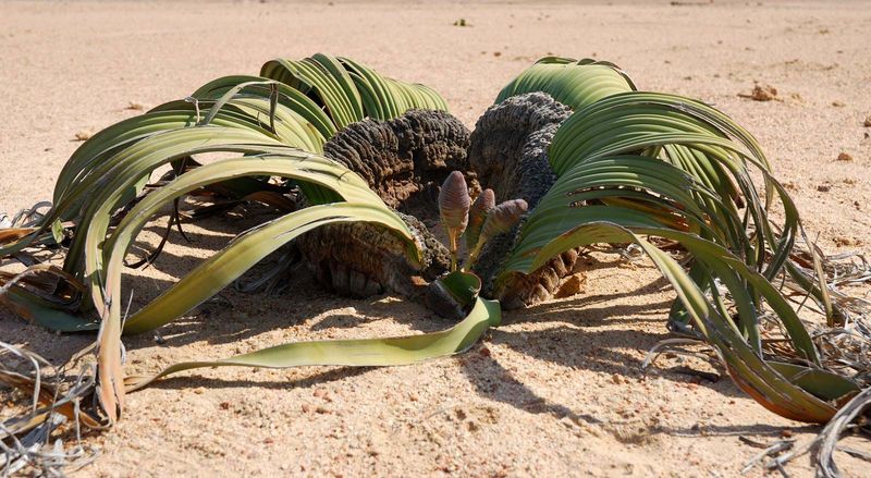 Welwitschia (Welwitschia mirabilis)