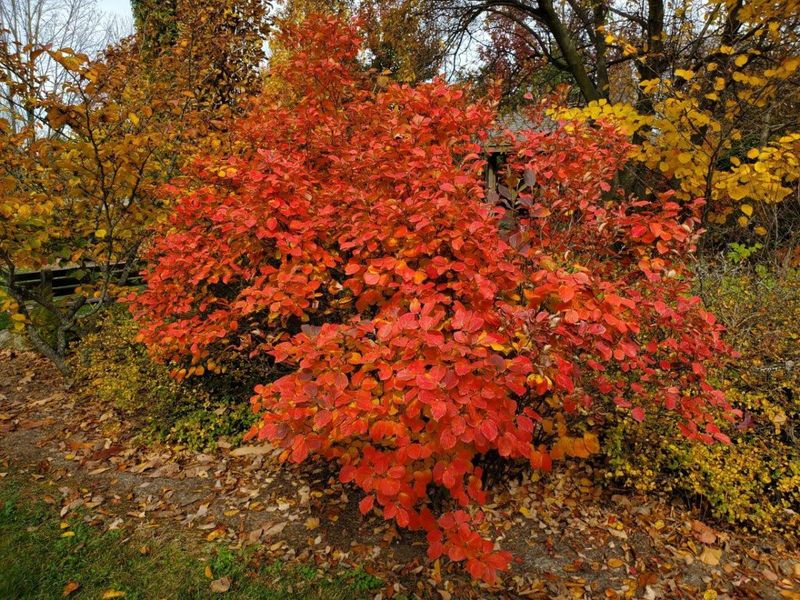 Fothergilla (Fothergilla major)