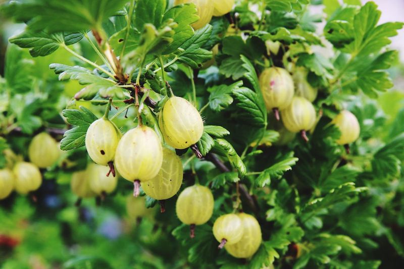 Gooseberries