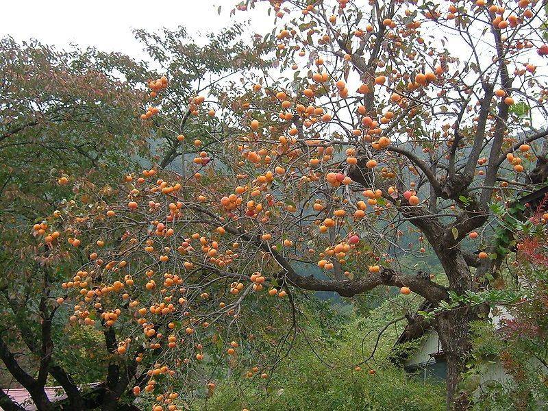 Persimmon Trees (Diospyros kaki)