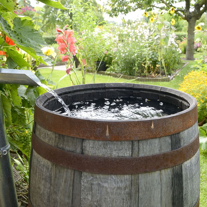 Collect Rainwater in Barrels