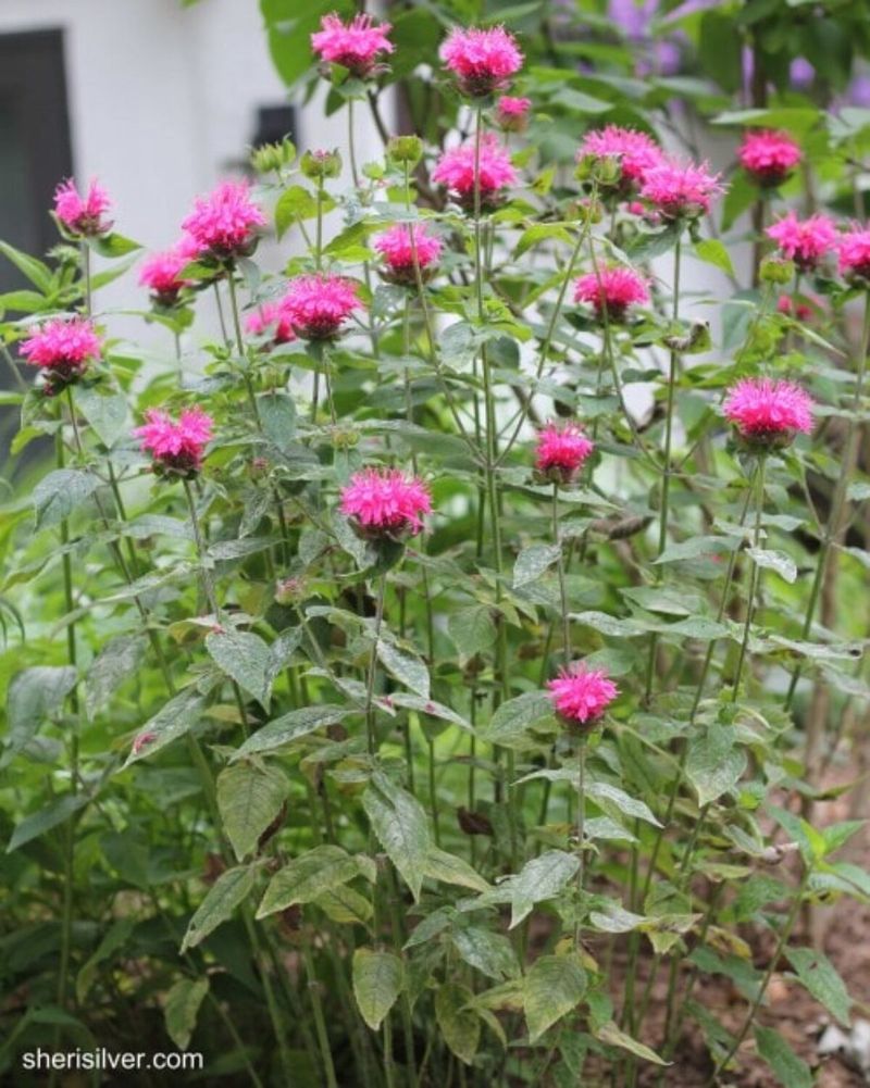 Pruning for Air Circulation