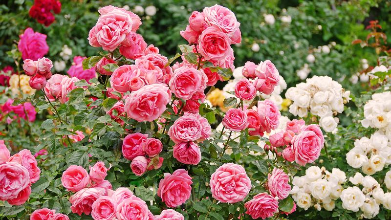 Choose repeat-blooming rose varieties