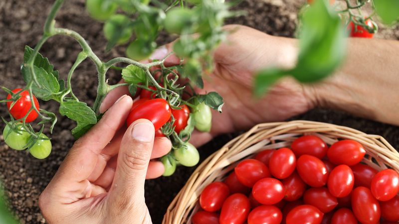Harvesting Cherry Tomatoes