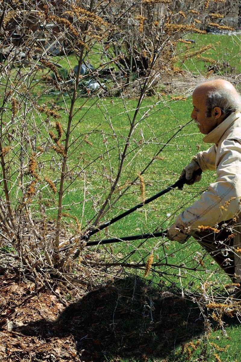 Winter Pruning Promotes Vigorous Growth