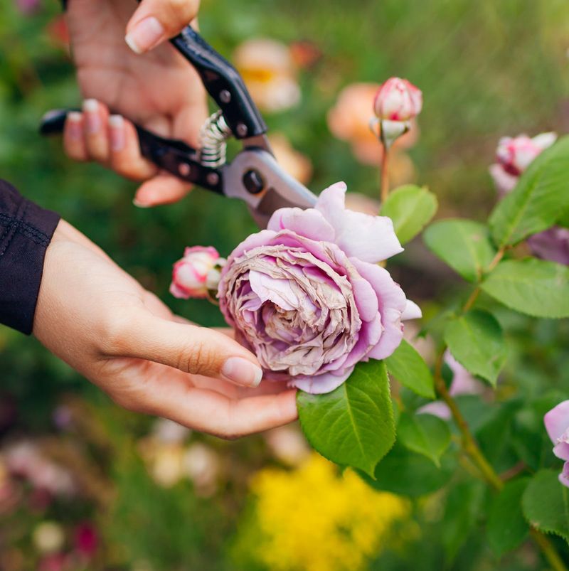 Rose Care (The Drama Queens)