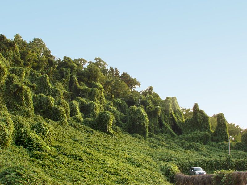Kudzu