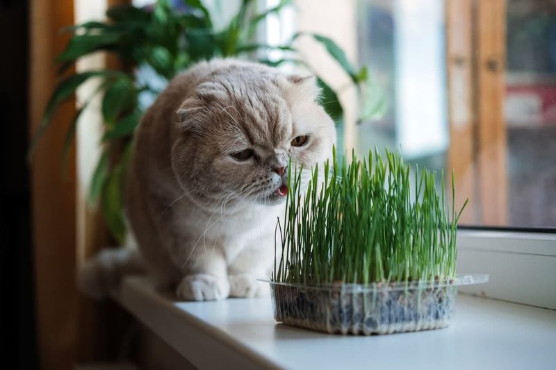 Oat Grass Cat Garden