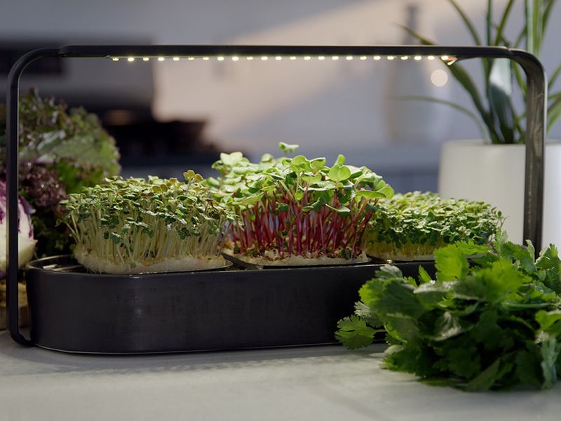Microgreens