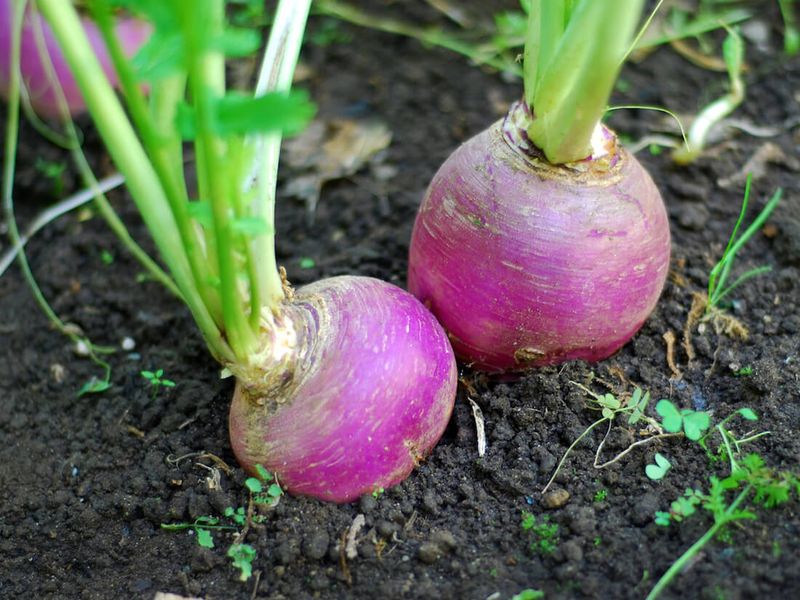 Turnips (40-60 days)