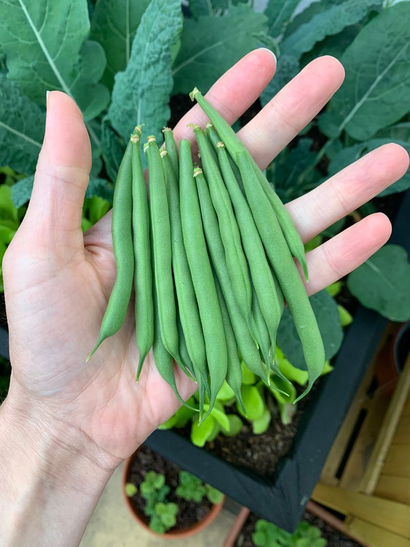 Bush Beans