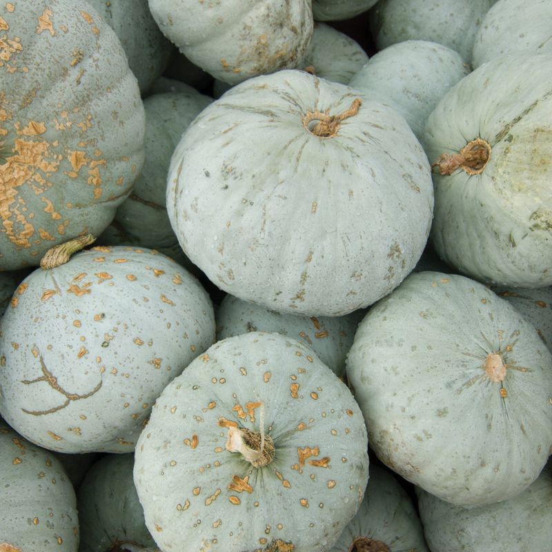 Blue Hubbard Squash – The Ultimate Squash Vine Borer Trap
