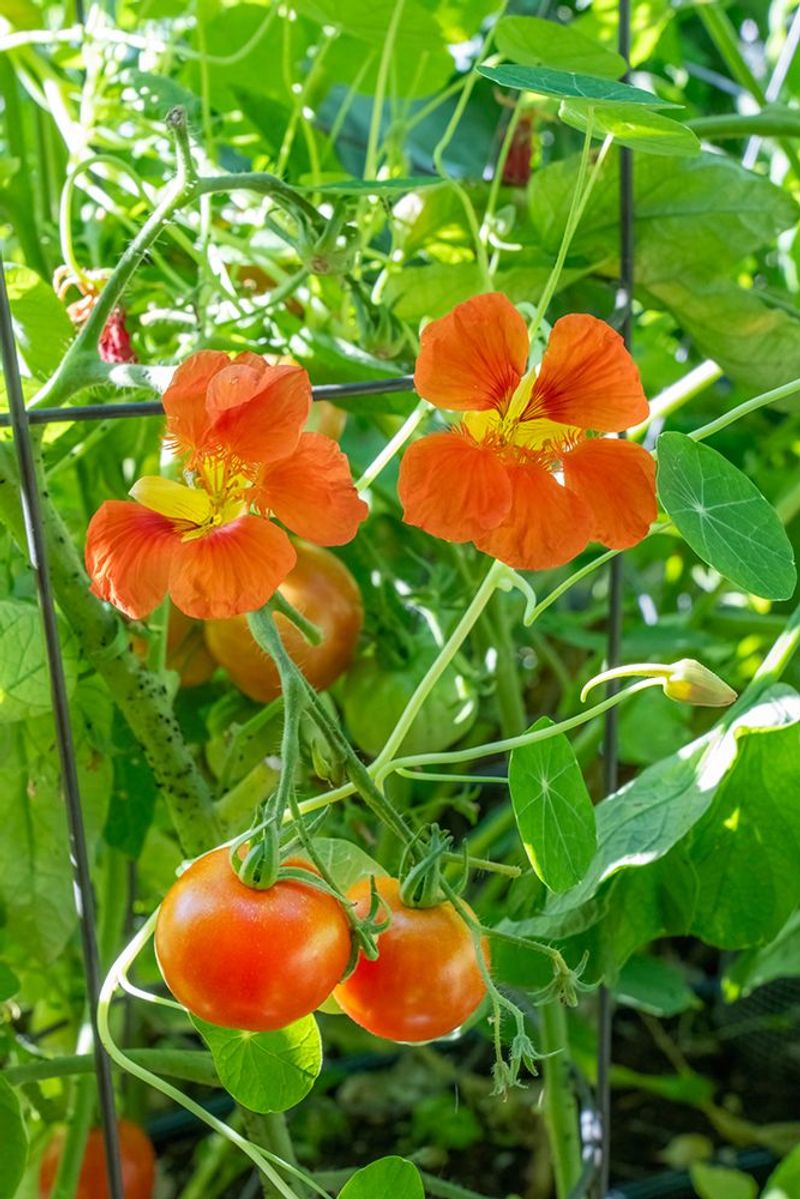Nasturtium and Tomatoes