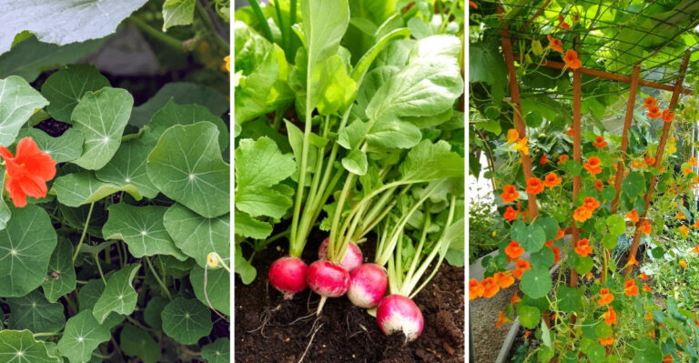 My 3 Year Nasturtium Experiment – These 23 Plant Combos Changed Everything