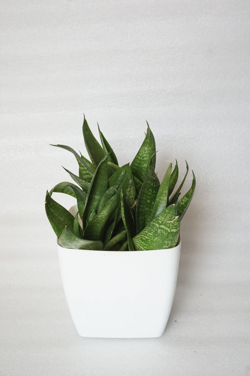 Snake Plant (Dracaena trifasciata)